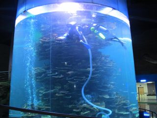 水族館或海洋公園的透明亞克力圓筒大魚缸