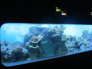 人造鑄造丙烯酸圓柱透明魚水族館/觀察窗