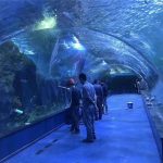 定制有機玻璃丙烯酸隧道水族館